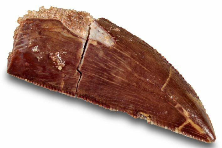 Serrated, Raptor Tooth - Real Dinosaur Tooth #251689